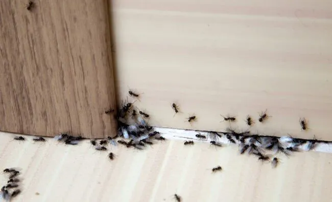 Professional Ant Control Service