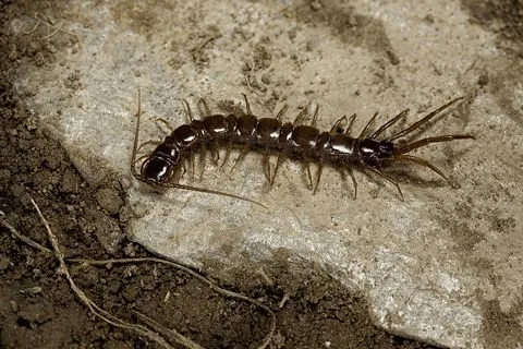 Millipede & Centipede Control