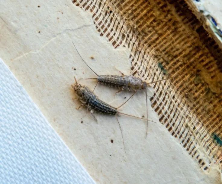 Professional Silverfish Control & Treatment Service